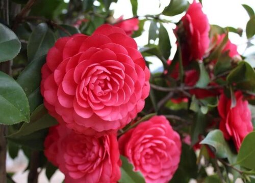 茶花花苞发黑是什么原因所造成的