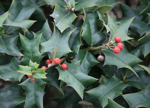 枸骨树有什么作用