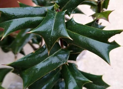 枸骨树有什么作用