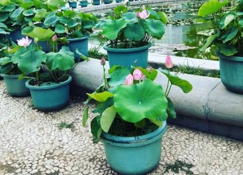 如何判断花卉是否缺肥