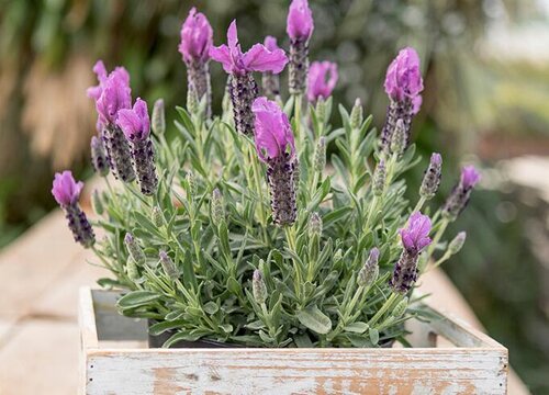 盆栽薰衣草怎么养