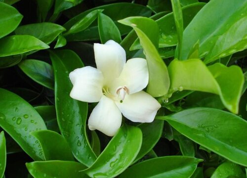 非洲茉莉可以水培吗