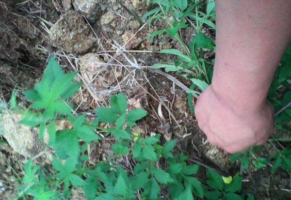 怎么让土地不长杂草