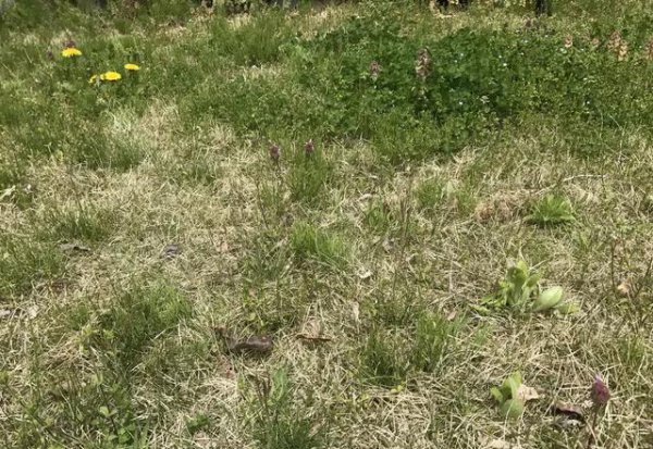 怎么让土地不长杂草