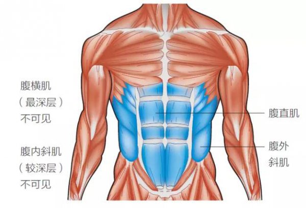 为什么腹肌不对称
