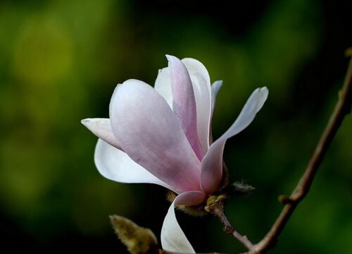木兰花的花语和寓意是什么