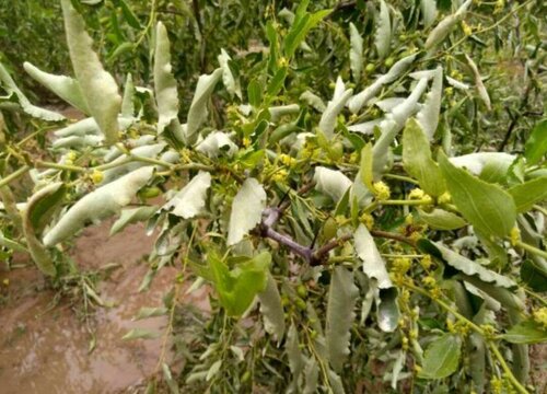 枣树病虫害防治方法与技术