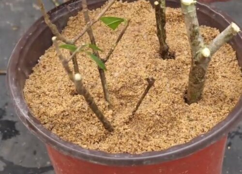 栀子花适合大盆还是小盆