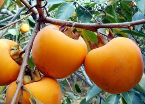 柿子有几种品种图片大全