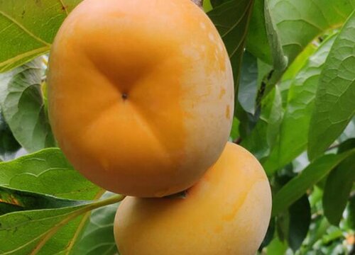 柿子有几种品种图片大全