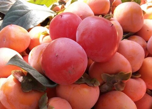 柿子有几种品种图片大全