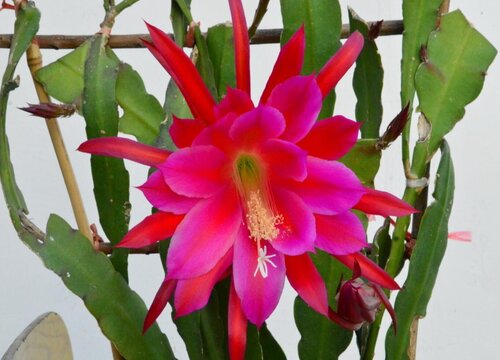 如何养殖令箭荷花