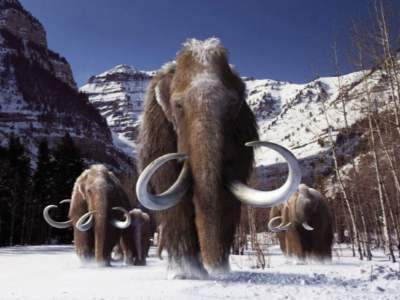 猛犸是什么东西