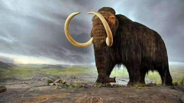 猛犸是什么东西