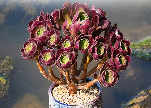 多肉黑法师出现沤根怎么办