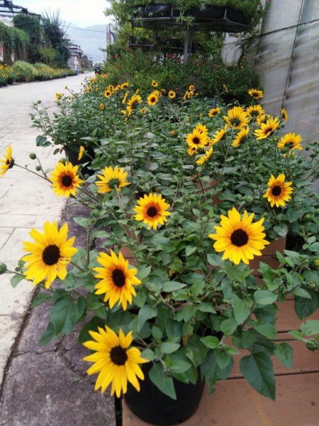 向日葵为什么向着太阳生长