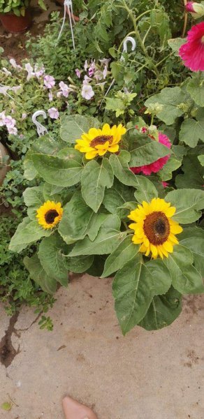 向日葵为什么向着太阳生长