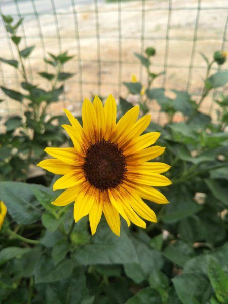 向日葵为什么向着太阳生长