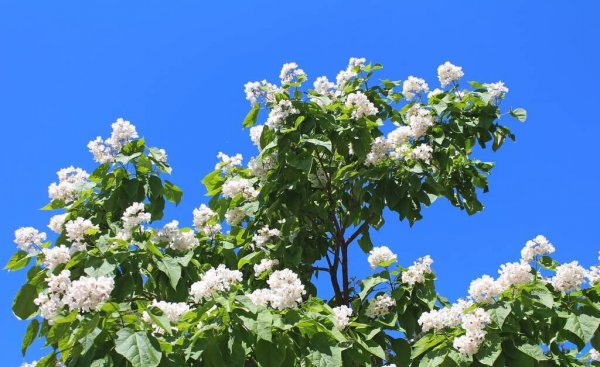 梓树是什么树种图片