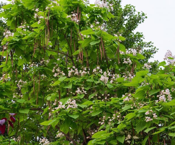 梓树是什么树种图片