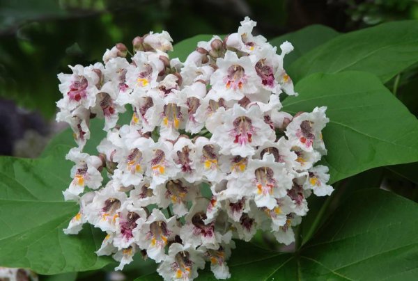 梓树是什么树种图片