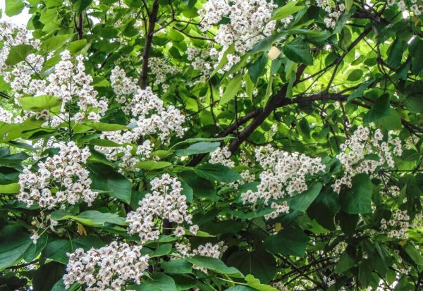 梓树是什么树种图片