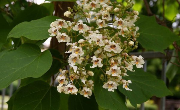 梓树是什么树种图片