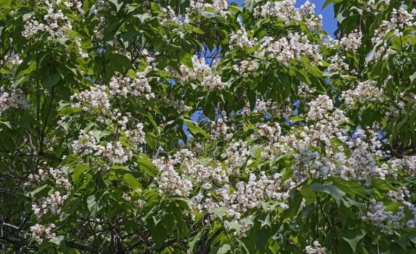 梓树是什么树种图片