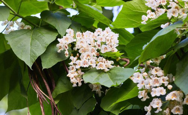 梓树是什么树种图片