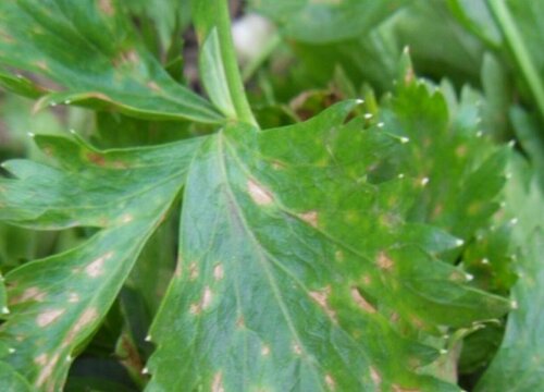 芹菜炭疽病的发病原因与治疗方法