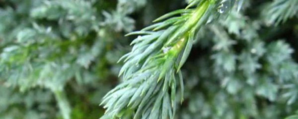 室外常绿植物有哪些