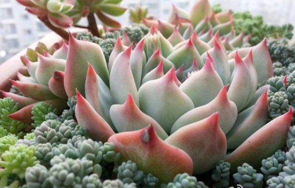 多肉被雨淋湿怎么处理