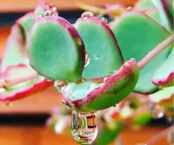 多肉被雨淋湿怎么处理