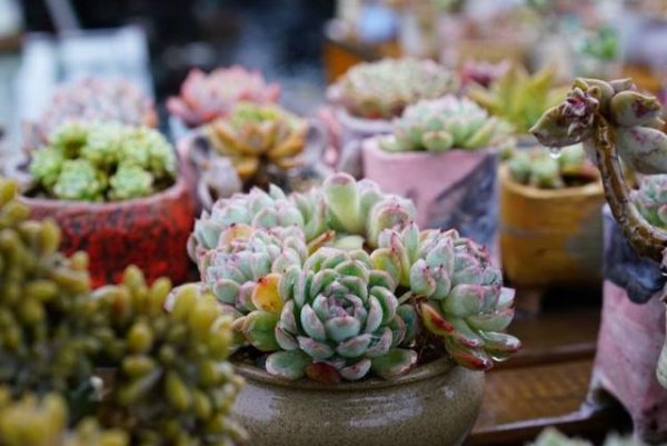 多肉被雨淋湿怎么处理