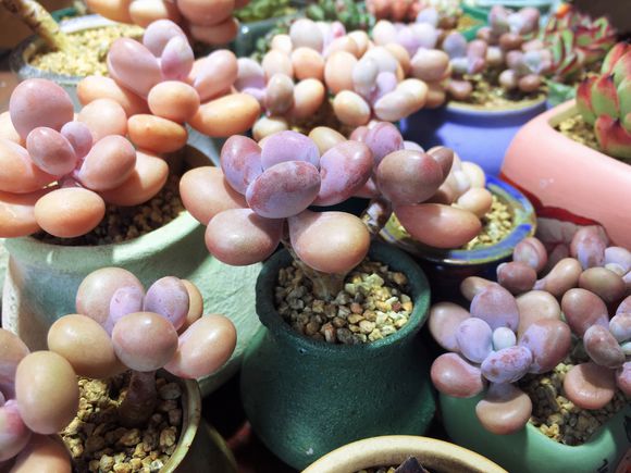 多肉被雨淋湿怎么处理