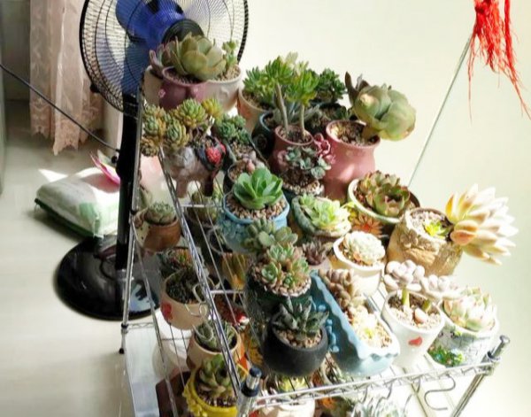 多肉被雨淋湿怎么处理