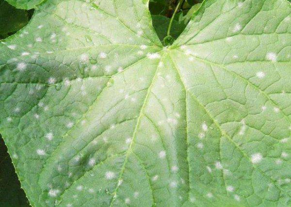 种植黄瓜白粉病用什么药效果好