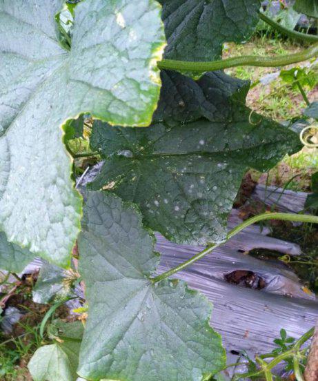 种植黄瓜白粉病用什么药效果好