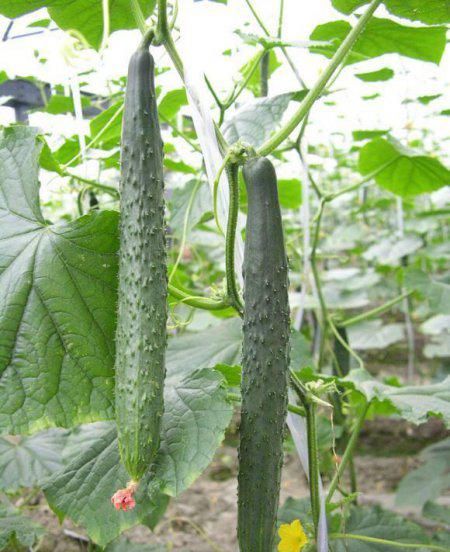 种植黄瓜白粉病用什么药效果好