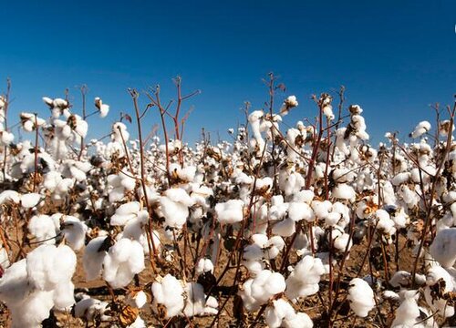 棉花苗可以移栽吗