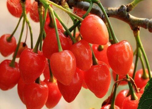 小樱桃什么时候成熟