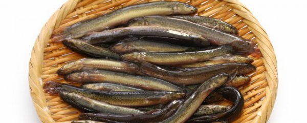 鱼缸养泥鳅养多久合适