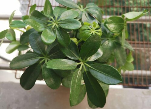 碳元素对植物的作用及功能