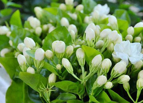 盆栽茉莉喜欢阳光吗