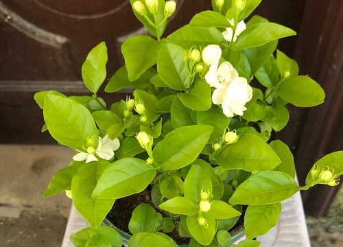 盆栽茉莉喜欢阳光吗