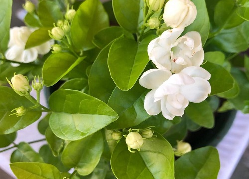 盆栽茉莉喜欢阳光吗