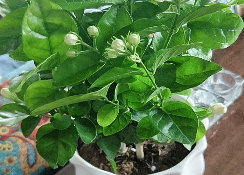 盆栽茉莉喜欢阳光吗