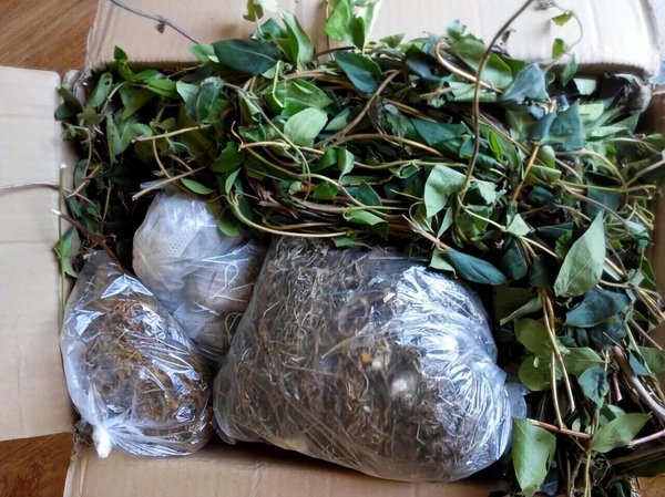 金银花是树还是藤图片