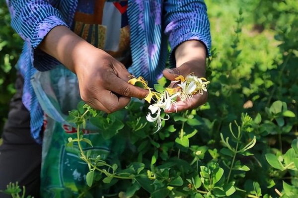 金银花是树还是藤图片