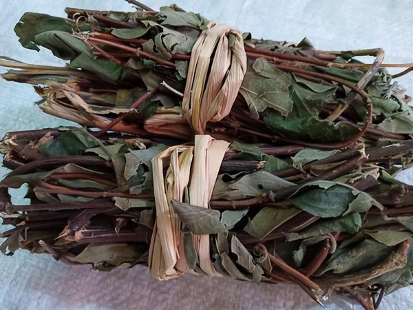 金银花是树还是藤图片